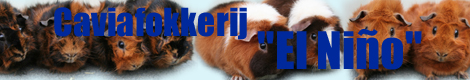 brindel
